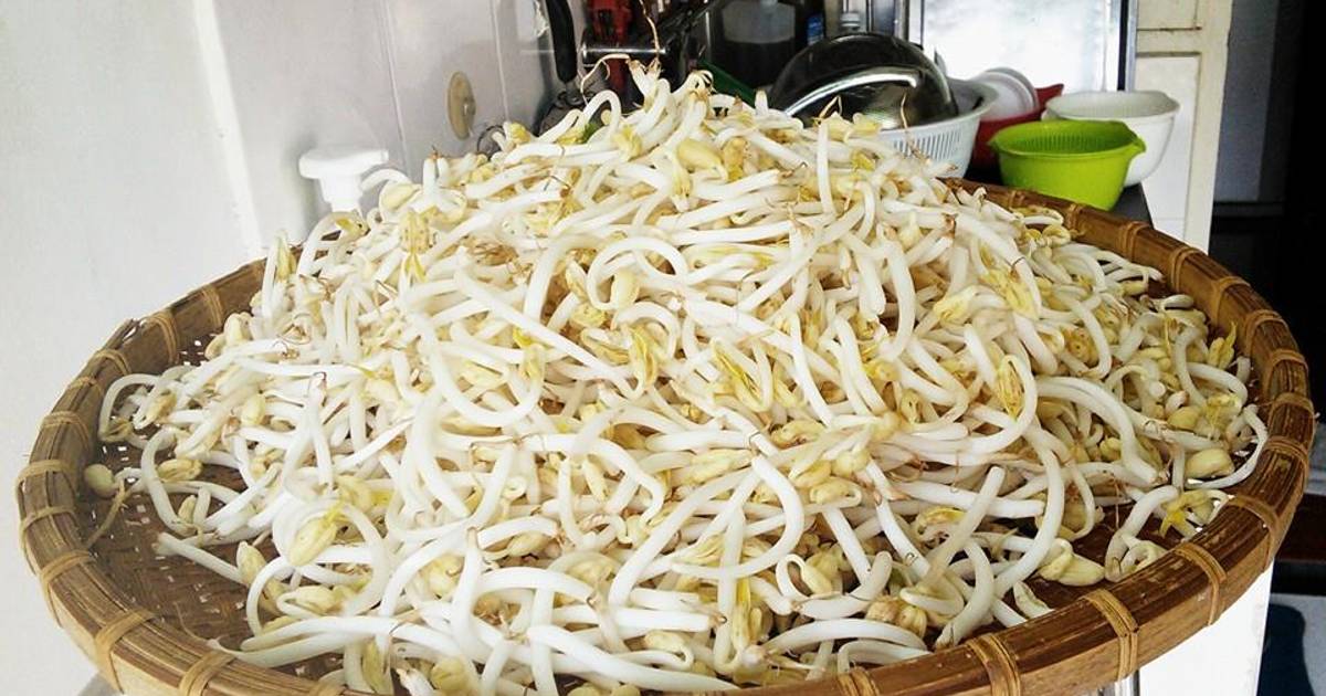 Giá đỗ của Rùa