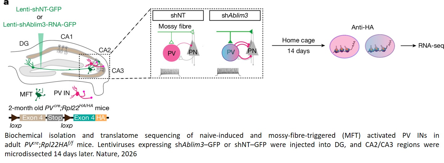 Procognitive restoration of PV neuron plasticity in neurodevelopmental disorders