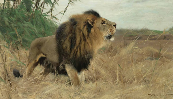 Beberlöwe Berber Lion