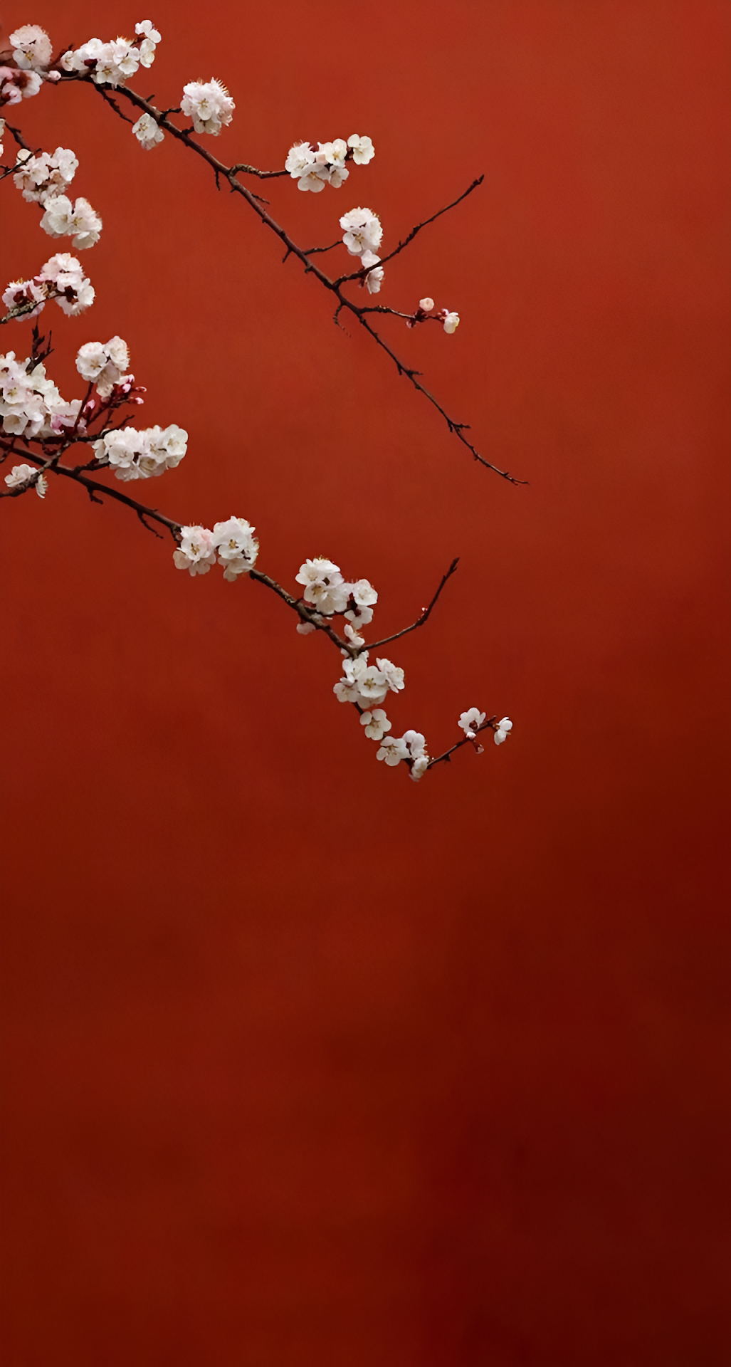 White Plum Blossoms Against Cinnabar Red Wall Art - Free 4K mobile Wallpaper
