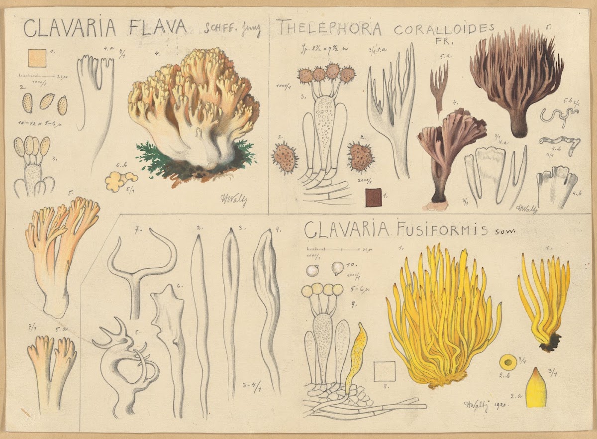 Clavaria flava Thelephora coralloides Clavaria fusiformis 1915 1945