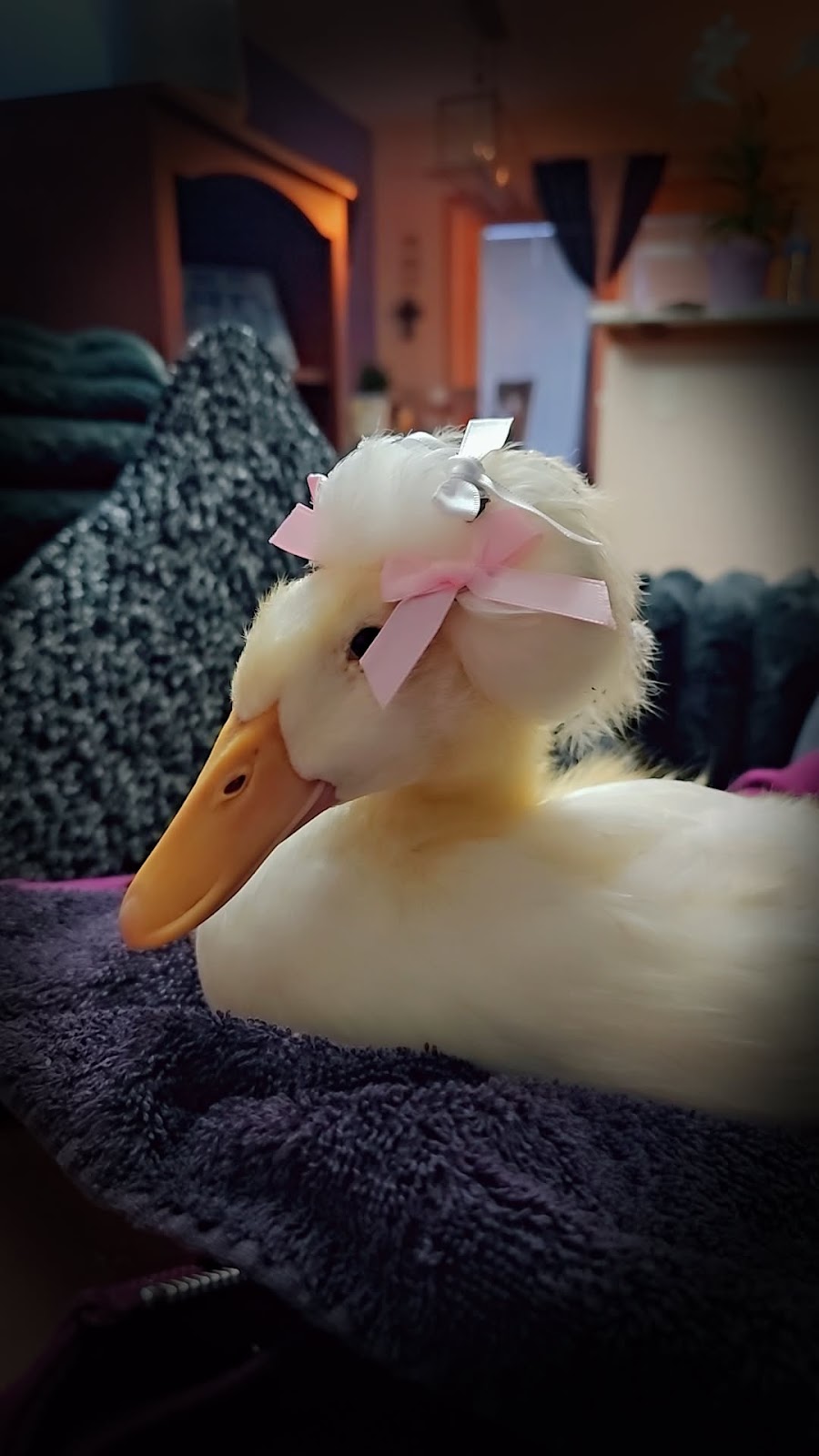 White Crested Duckling