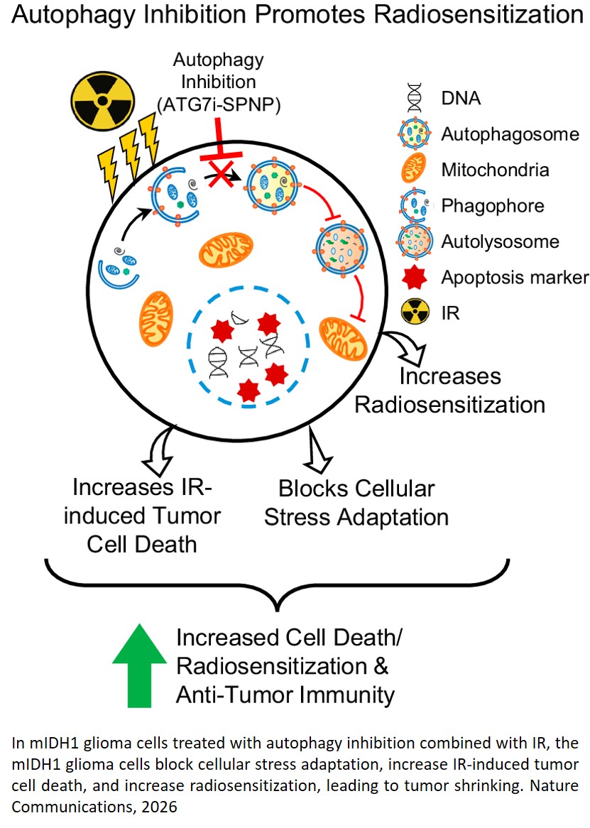 Nanoparticles target autophagy to sensitize gliomas to radiotherapy