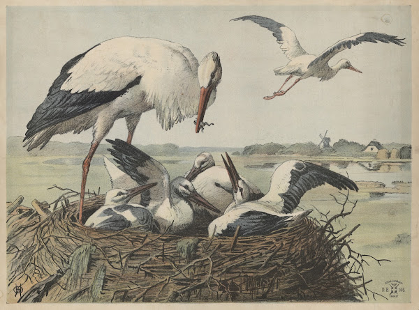 Stork 1892