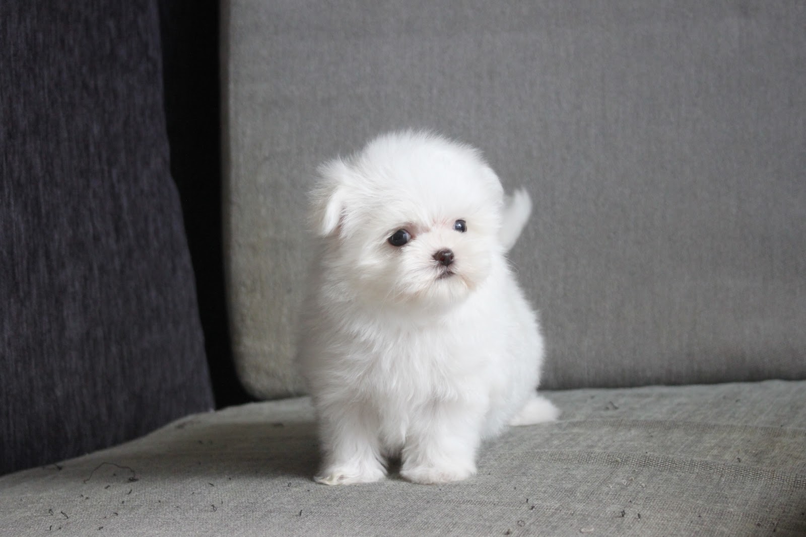 高端優質迷你瑪爾濟斯妹妹