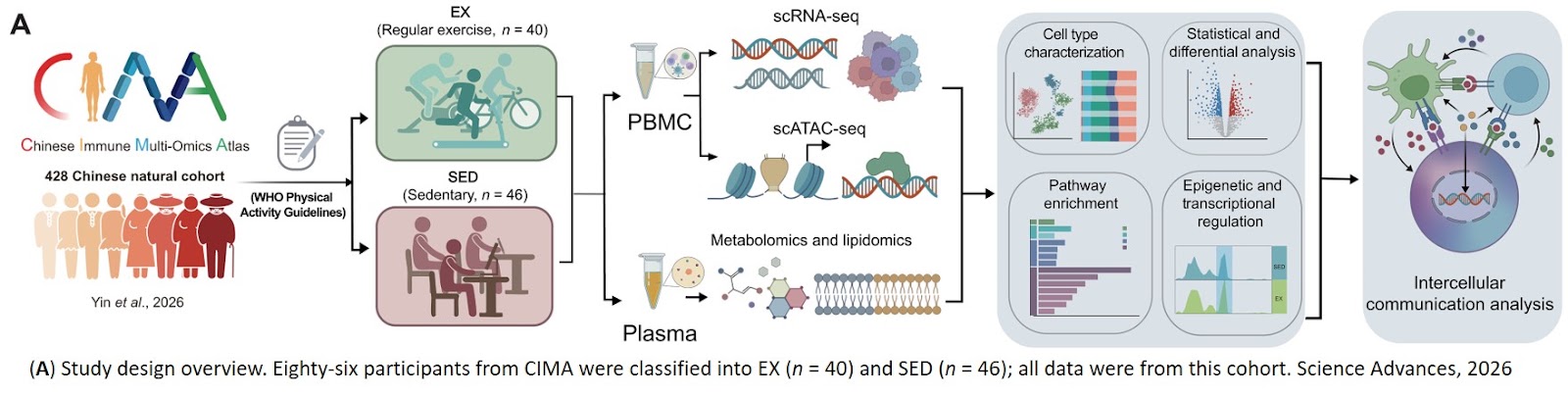 Multiomics profiling identifies molecular and cellular signatures of regular exercise in human peripheral blood