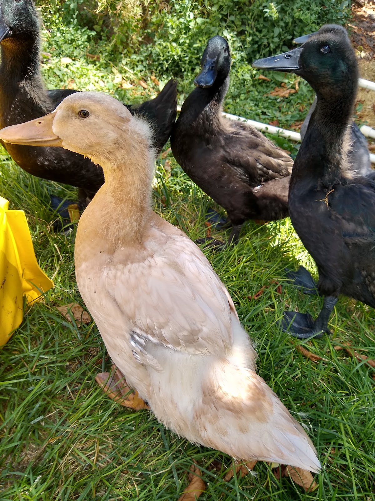 Buff Duckling, Cayuga Duckling
