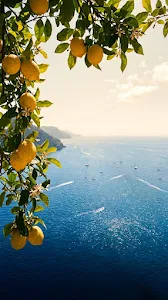 Amalfi Mediterranean Coastline Citrus Tree Vintage Wallpaper