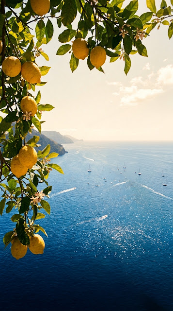 Amalfi Mediterranean Coastline Citrus Tree Vintage Wallpaper - Free mobile Wallpaper