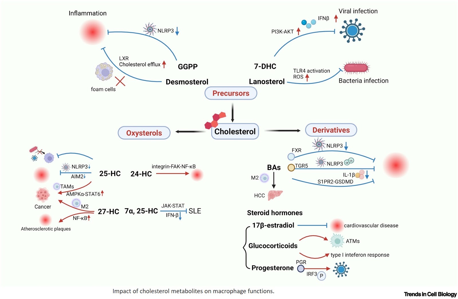 Cholesterol metabolism regulates macrophage function and inflammation-related diseases