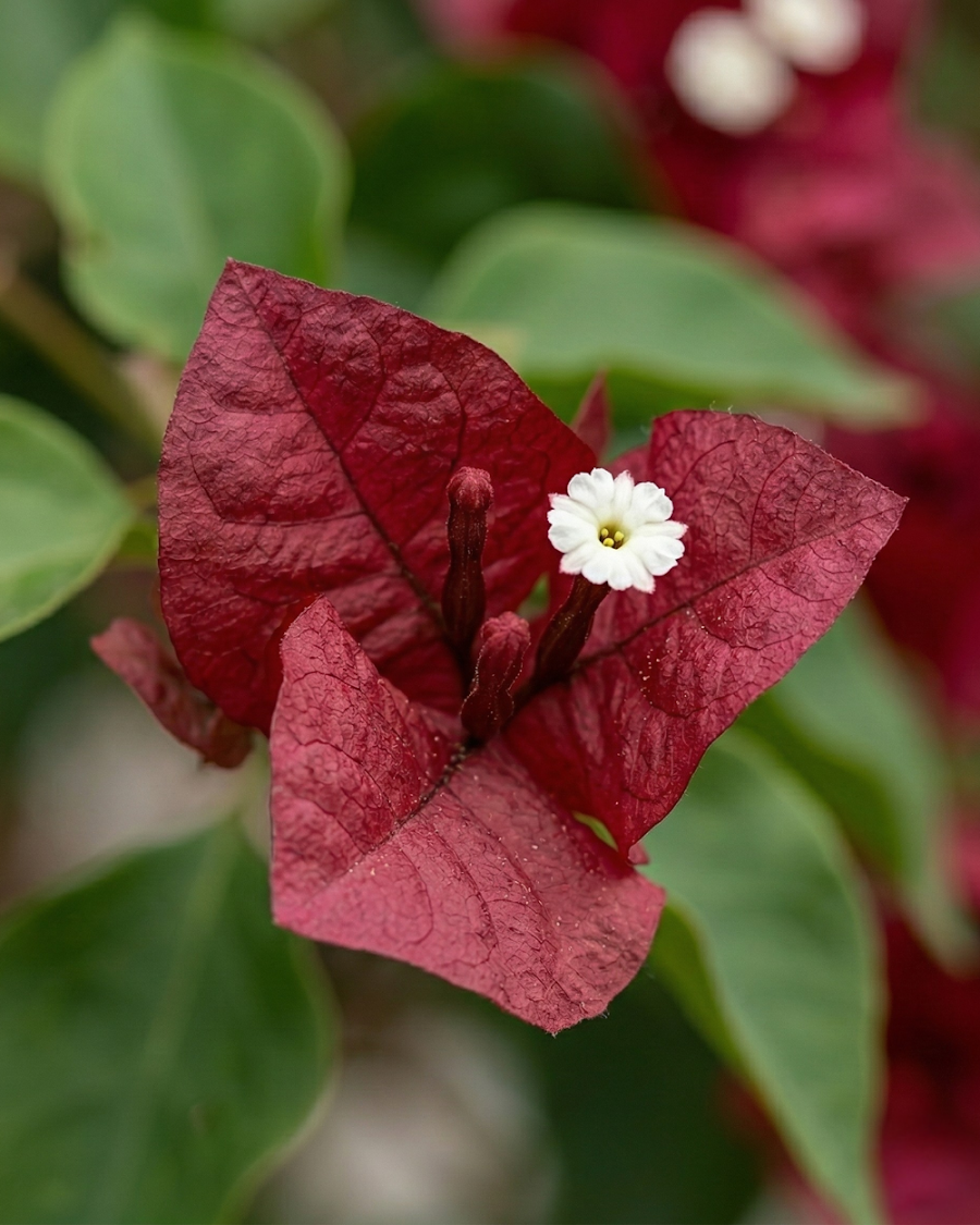 Imported Chocolate Red Bougainvillea Plant — view 3