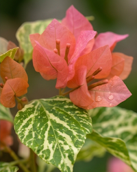 Imported Tiger Marble Bougainvillea Plant
