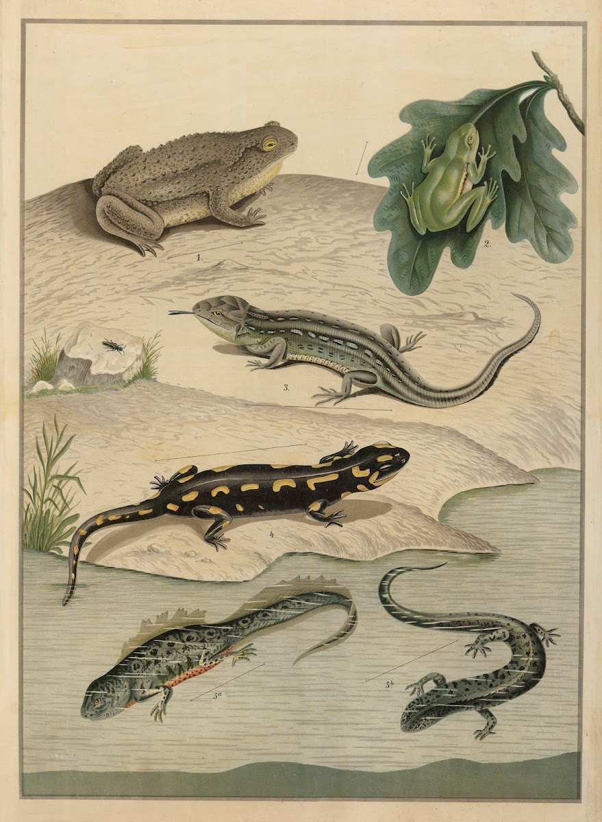 Various Amphibians 1895