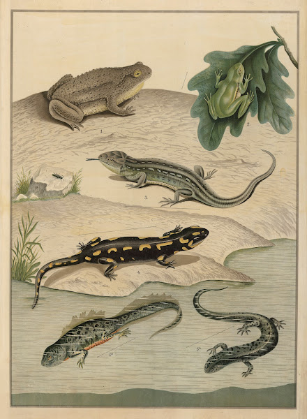 Various Amphibians 1895