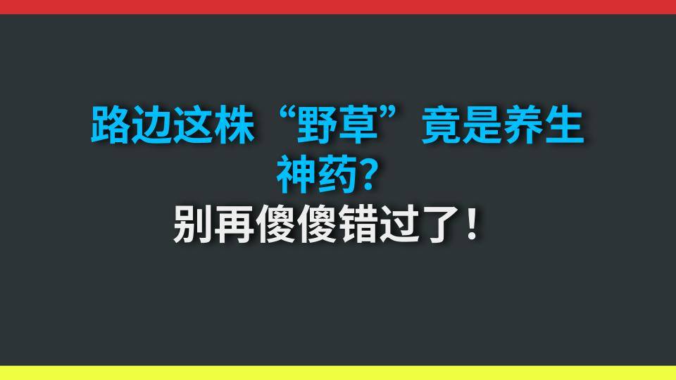 路边这株“野草”竟是养生神药？别再傻傻错过了！