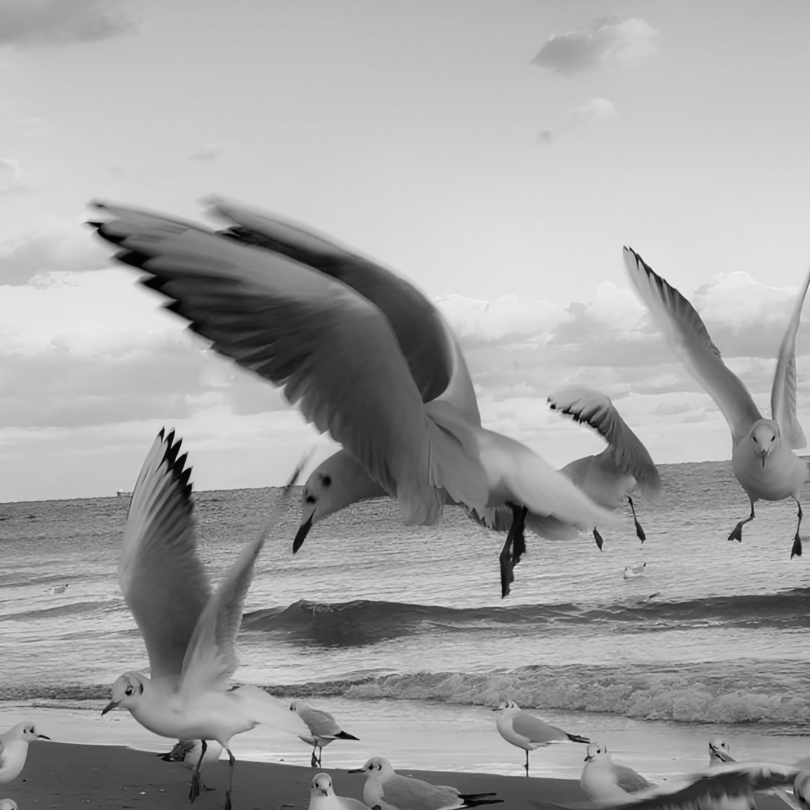 Download Seagulls Flying Over Sandy Beach Full HD iPhone