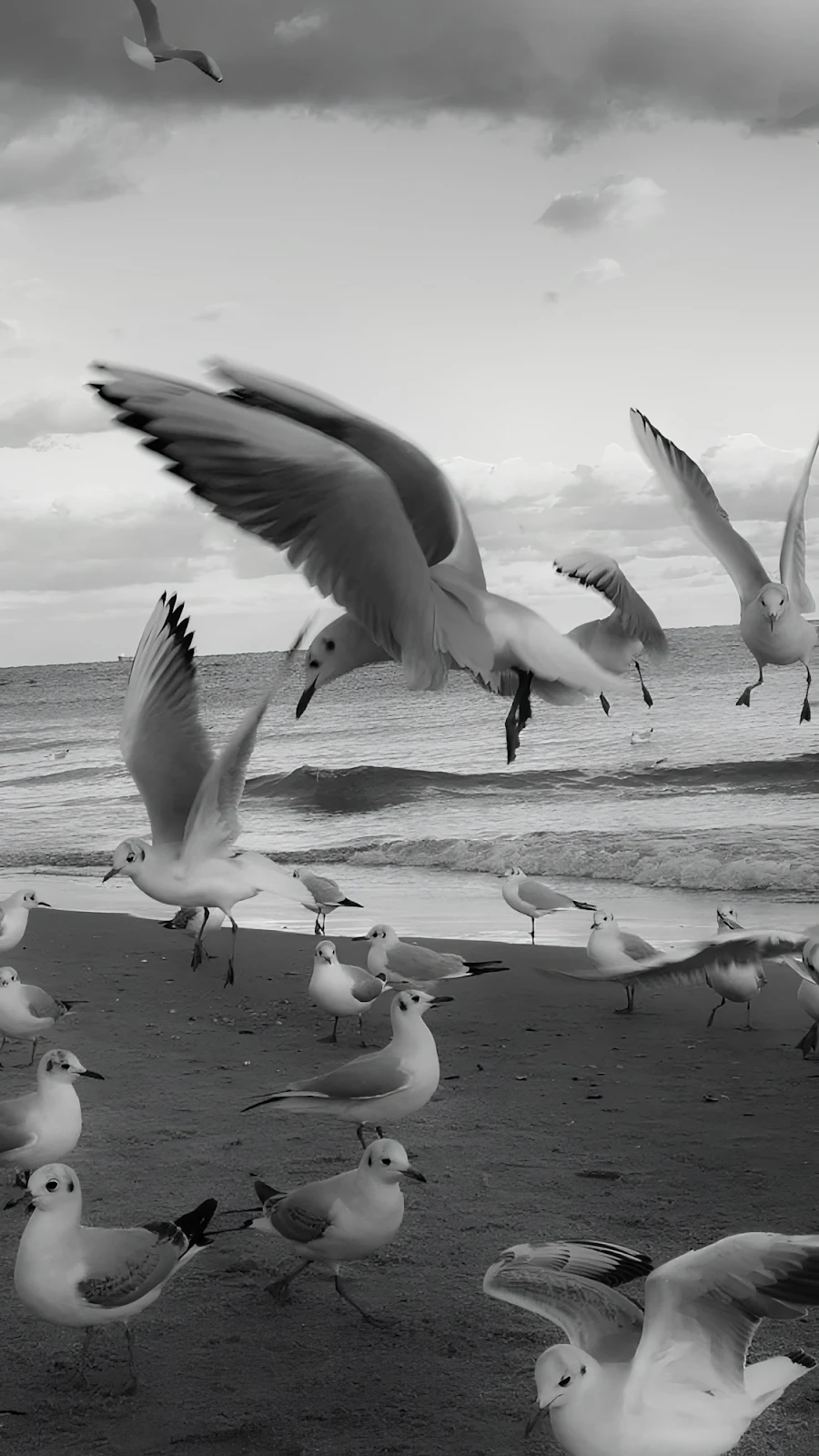 Seagulls Flying Over Sandy Beach - Monochrome Photography Full HD iPhone Wallpaper (1127x2004)
