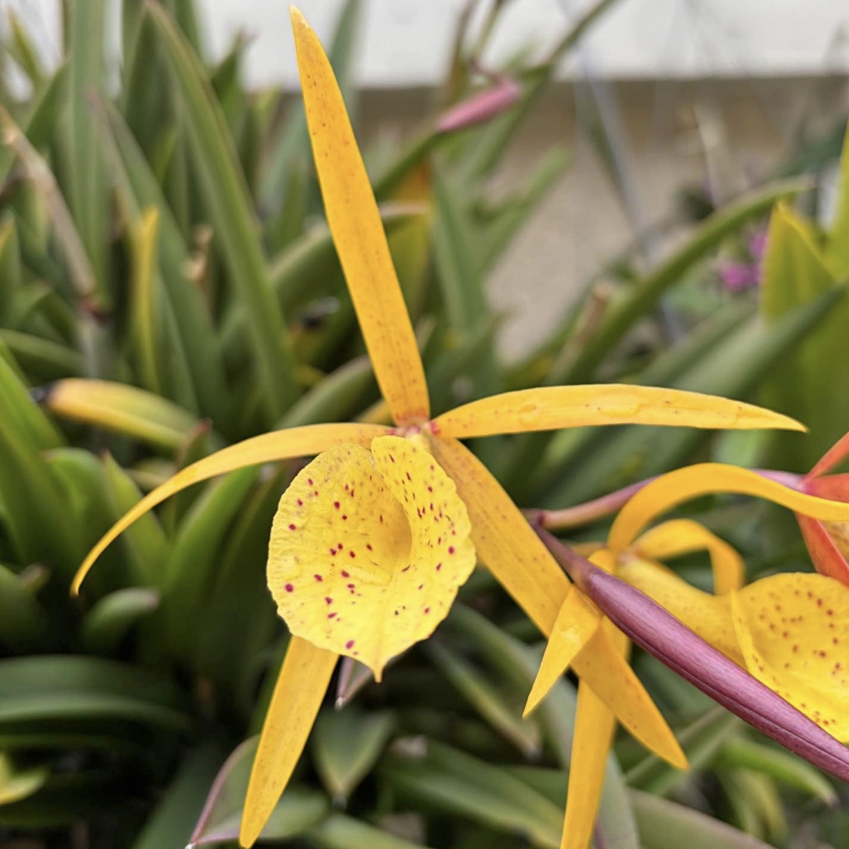 Bc. Yellow Bird