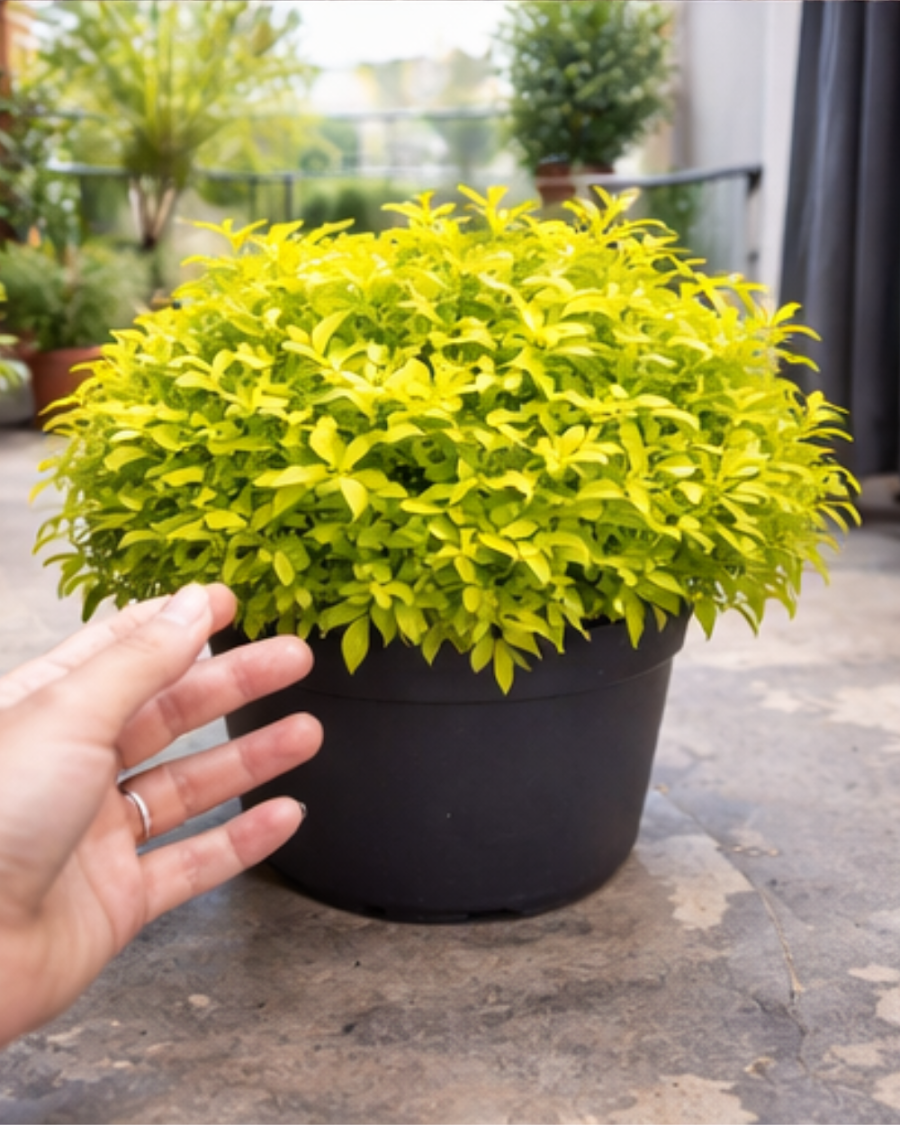Duranta Plant — view 3