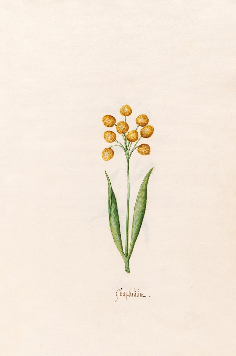 Gnaphaliüm 1692