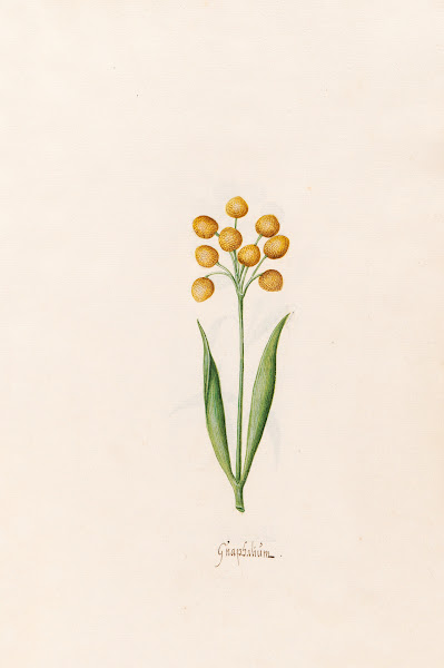Gnaphaliüm 1692