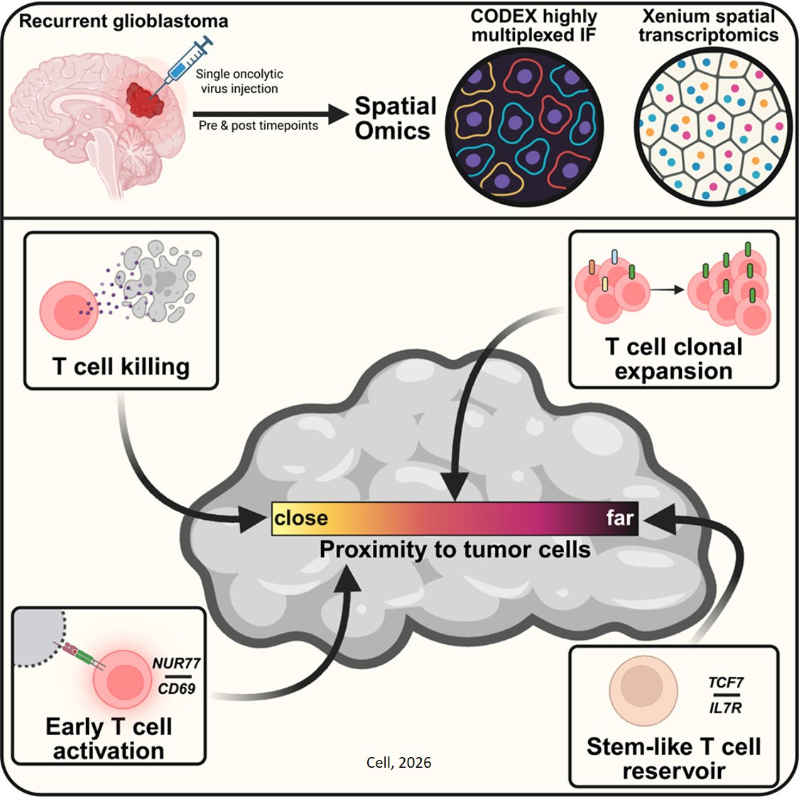 Virus-based therapy boosts anti-cancer immune responses to brain cancer