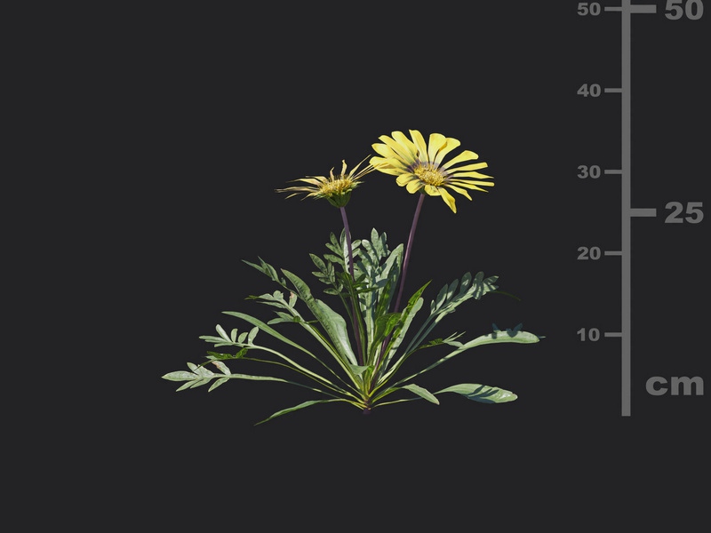 Maxtree - Plant Models Vol.116