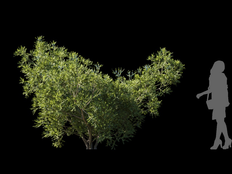 Maxtree - Plant Models Vol.120