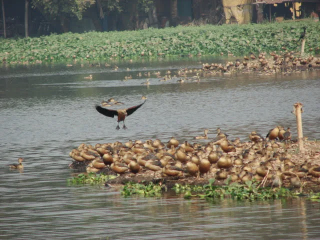 Santragachi Jheel