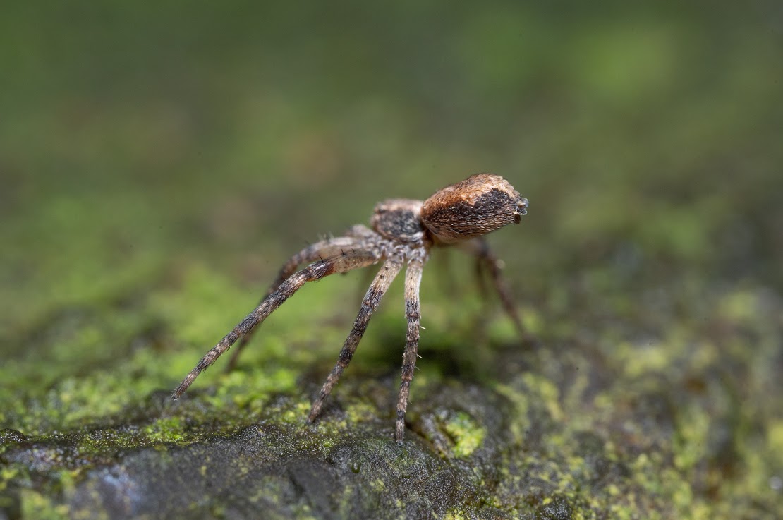 Philodromus sp.