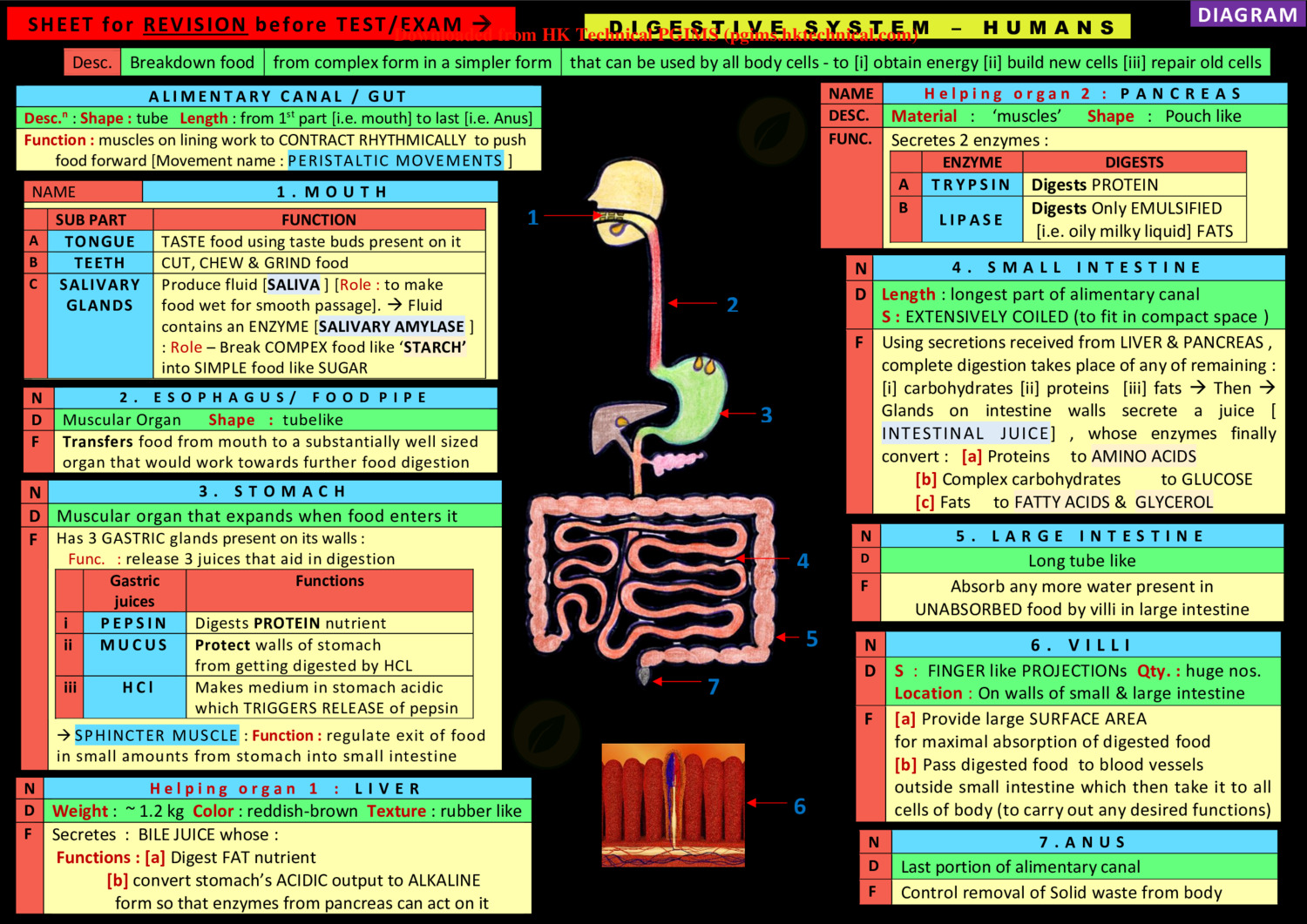 DIGESTIVE SYSTEM - NOTES 2nd Semester B.Pharmacy ,BP201T Human Anatomy and Physiology II,BPharmacy,Handwritten Notes,Important Exam Notes,BPharm 2nd Semester,