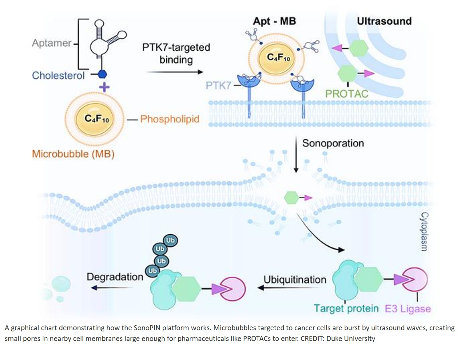 Ultrasound-based technology to deliver large therapeutics into cancer cells