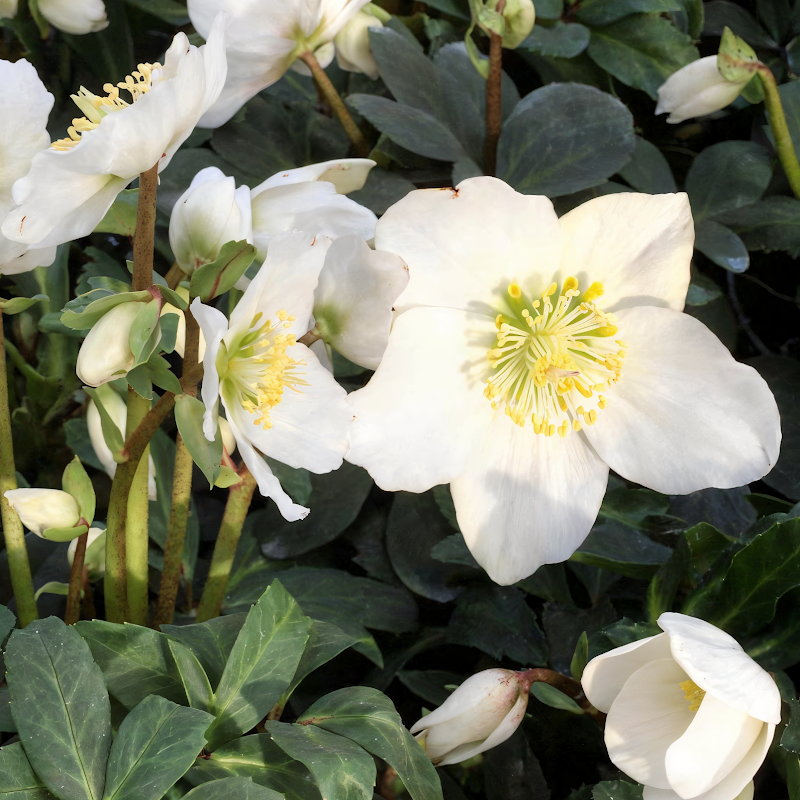 Helleborus niger Special Selection, Rosa di Natale in fiore con neve