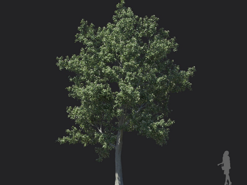 Maxtree - Plant Models Vol.121