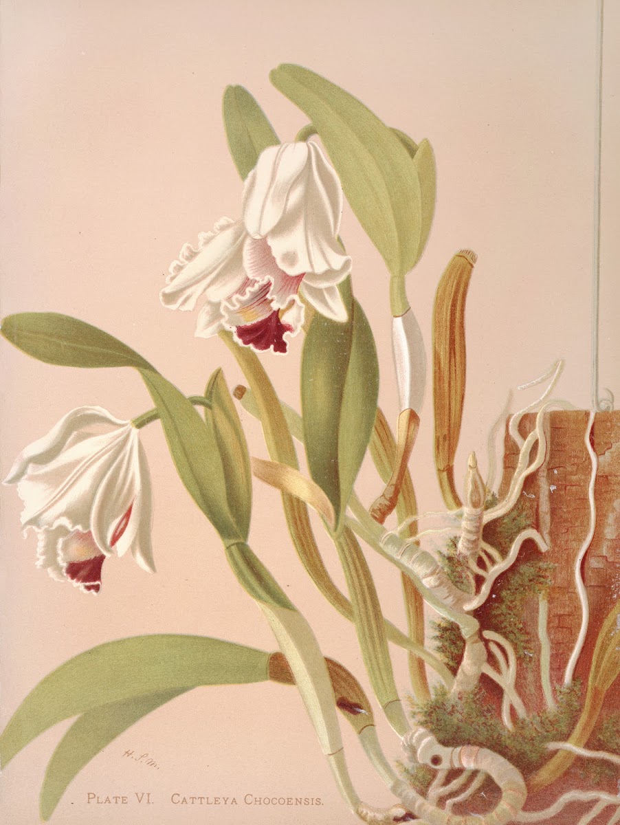 Cattleya Chocoensis 1885