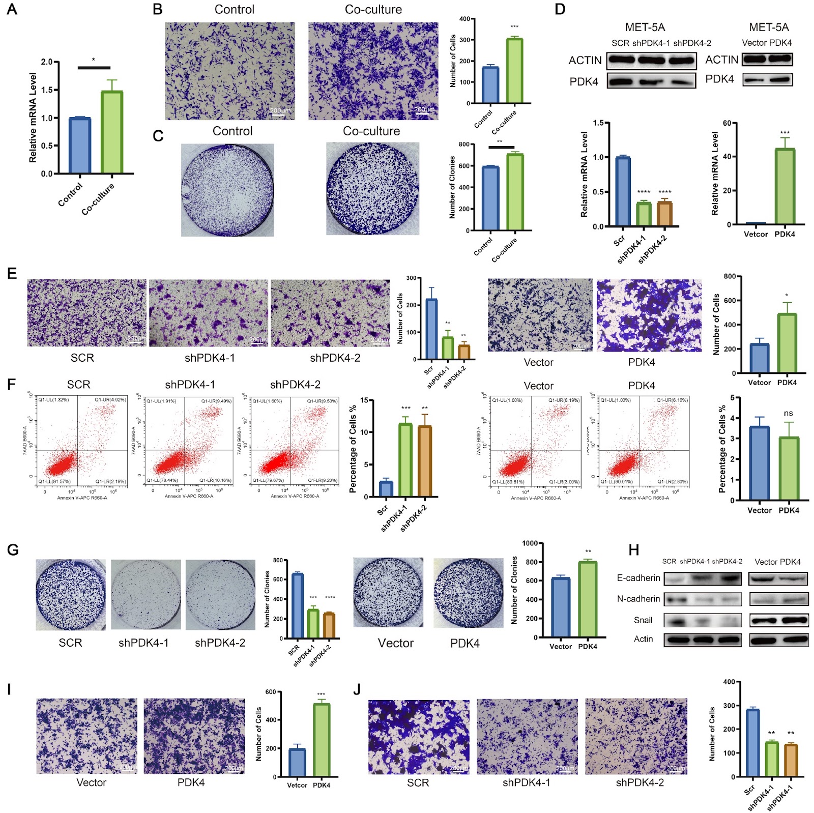 PDK4-driven metabolic reprogramming enhances mesothelial cell invasion in colorectal cancer peritoneal metastasis