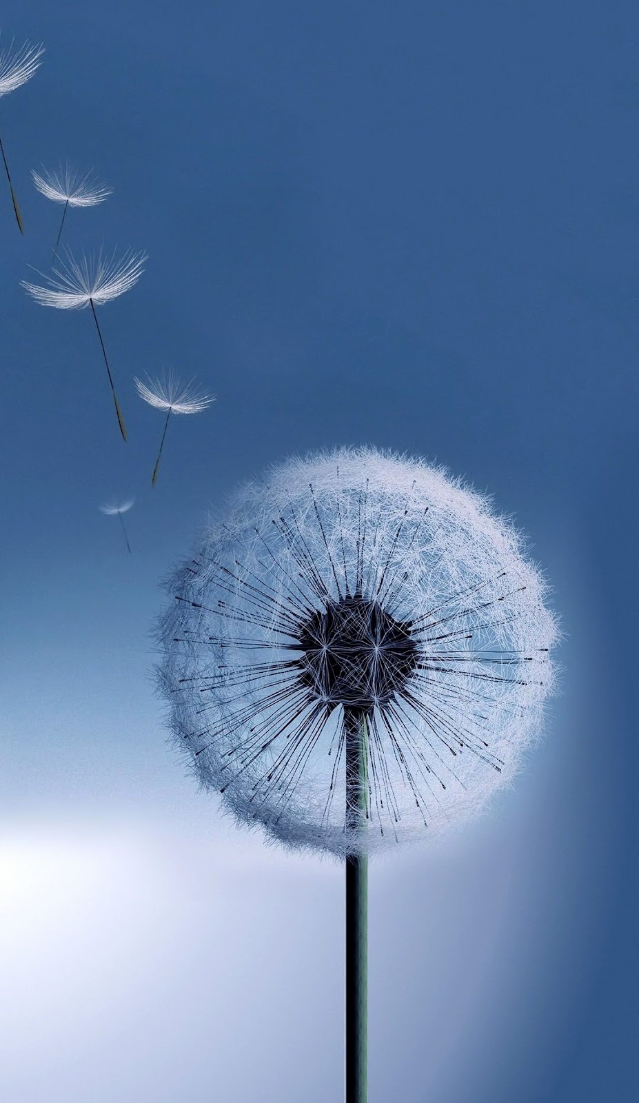 Dandelion Picture