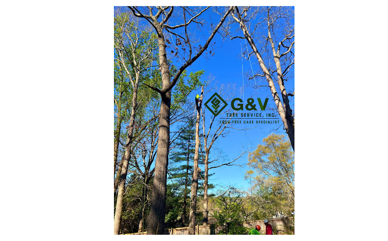 A certified arborist examining bark and canopy with a clipboard