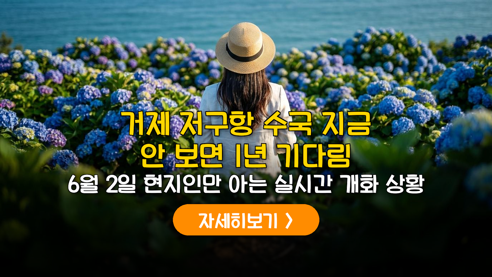 2026 거제 저구항 수국 개화 현황 및 주차 꿀팁 가이드