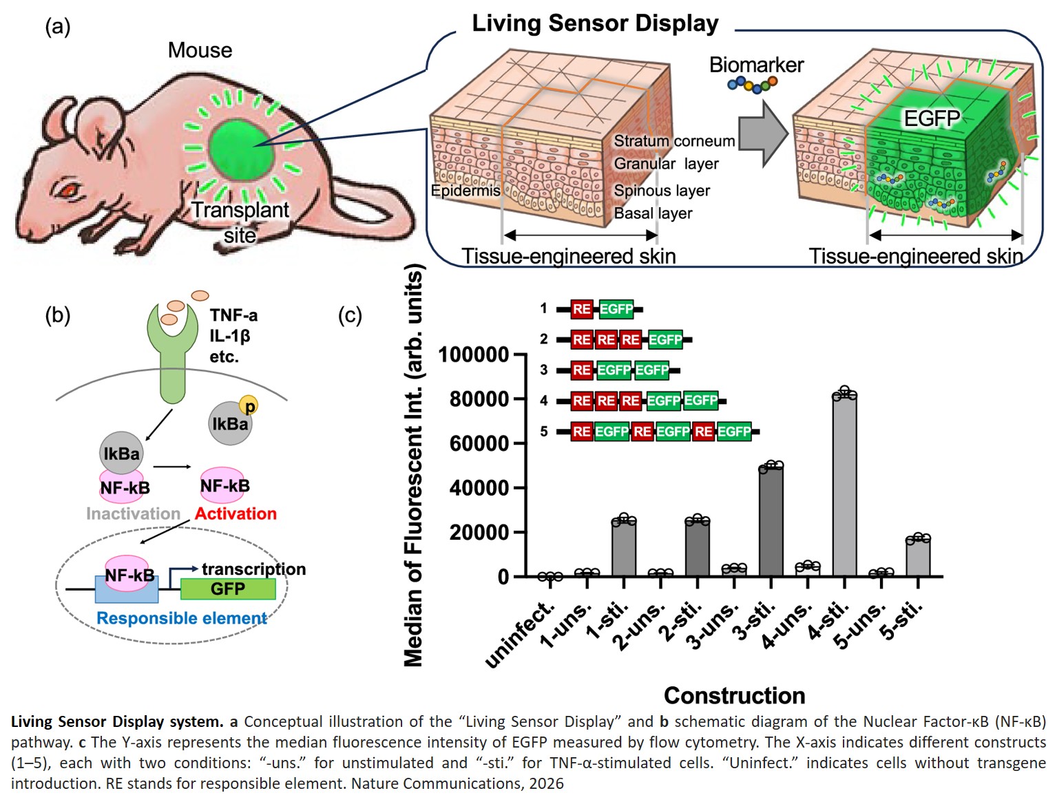 Implanted skin sensor for long-term biomarker monitoring