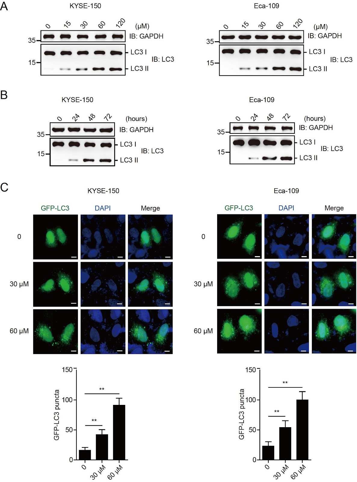 Magnolol promotes the autophagy of esophageal carcinoma cells by upregulating HACE1 gene expression