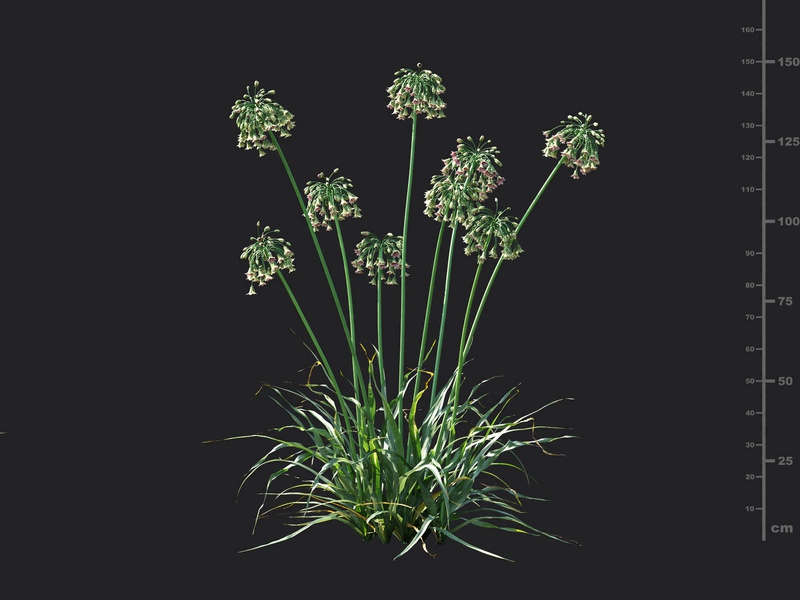 Maxtree - Plant Models Vol.115