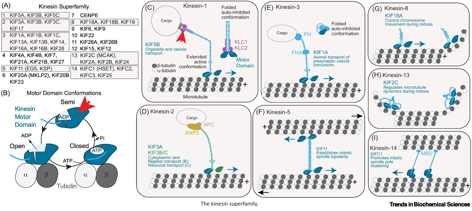 Kinesins as dynamic drug targets: structural insights and emerging therapeutic strategies