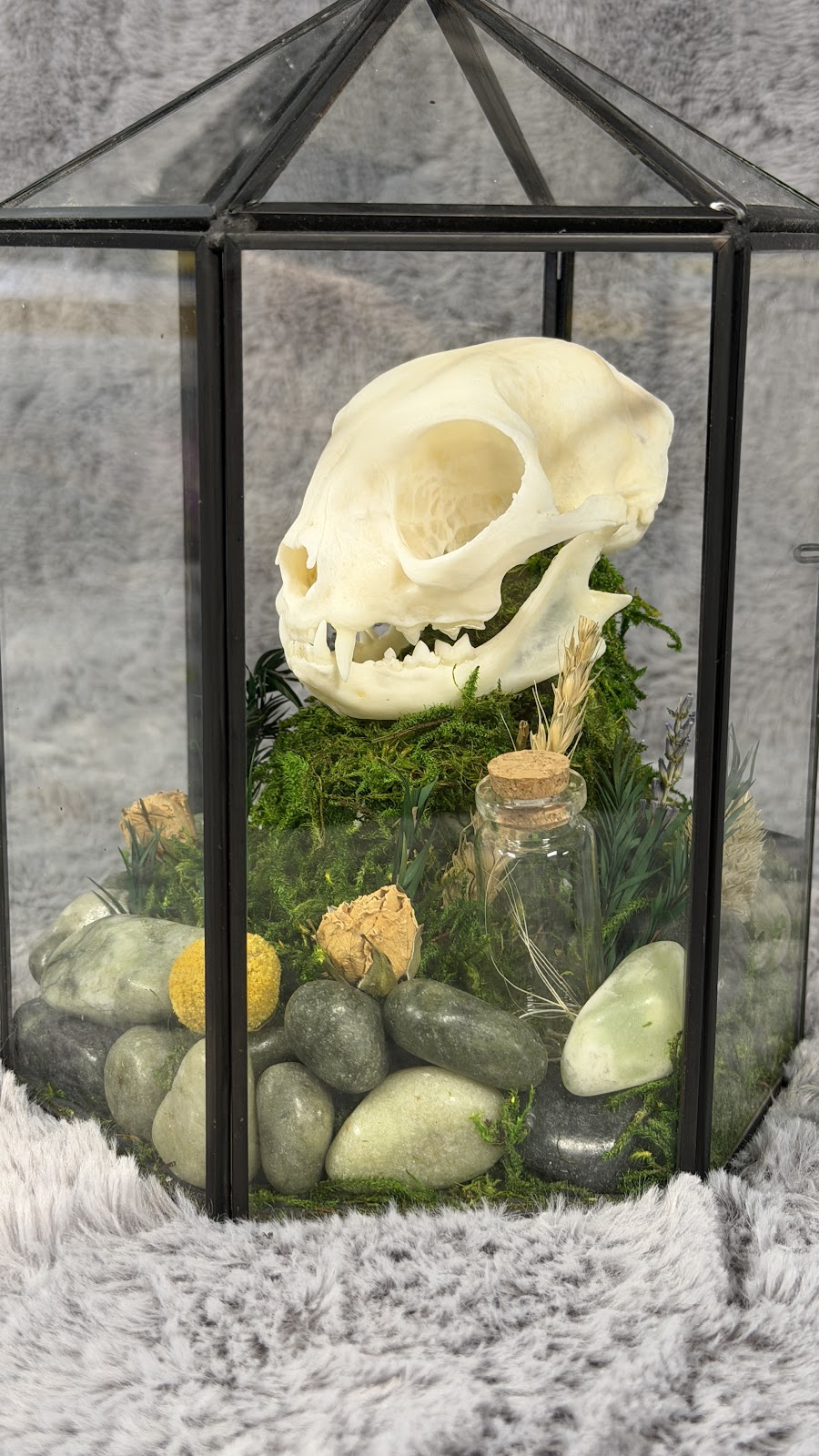 Pet Skull Preservation 5