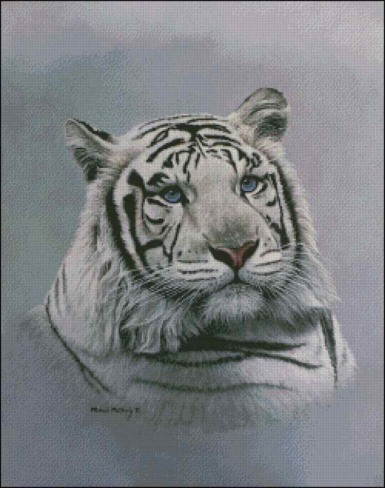 CMP 400643 White Tiger Blue Sapphire
