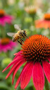 Honey Bee Pollinating a Red Coneflower