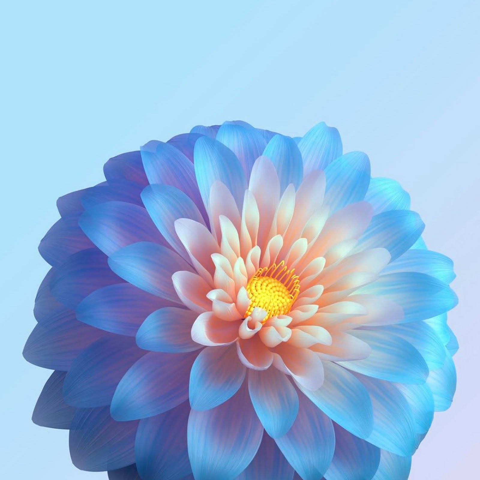 Download Blue Flower Full HD iPhone