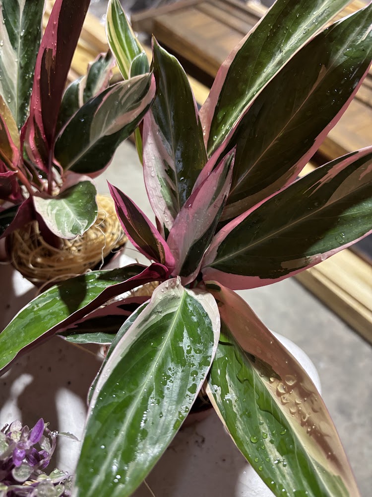 Tricolor Stromanthe