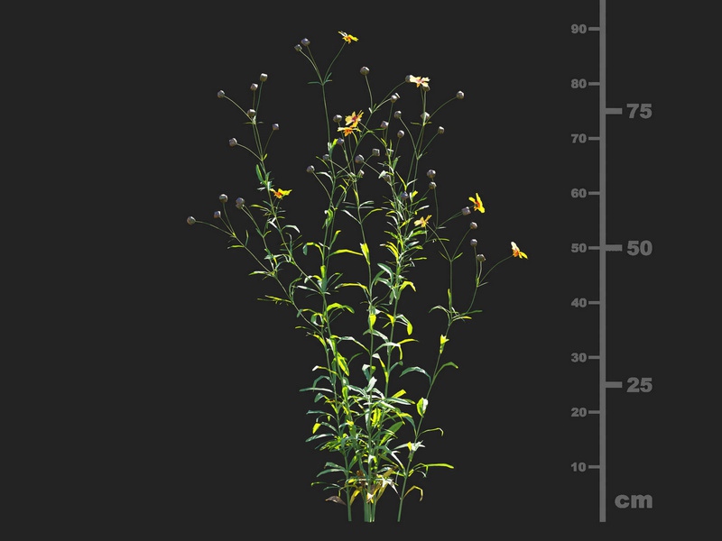 Maxtree - Plant Models Vol.112