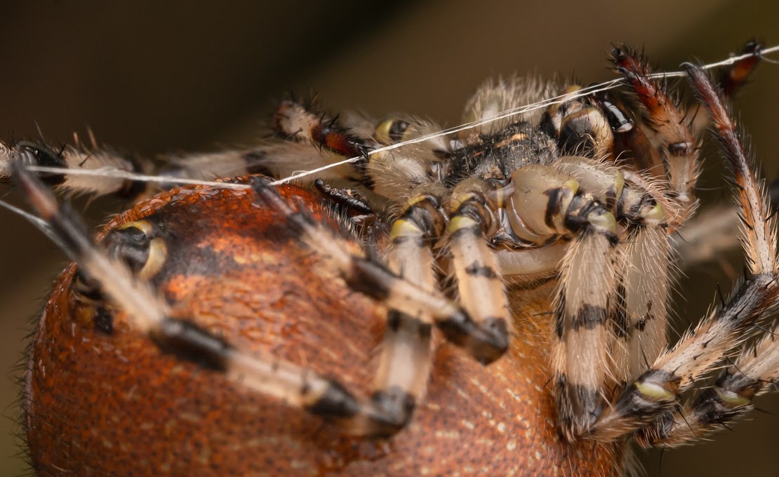 Araneus quadratus